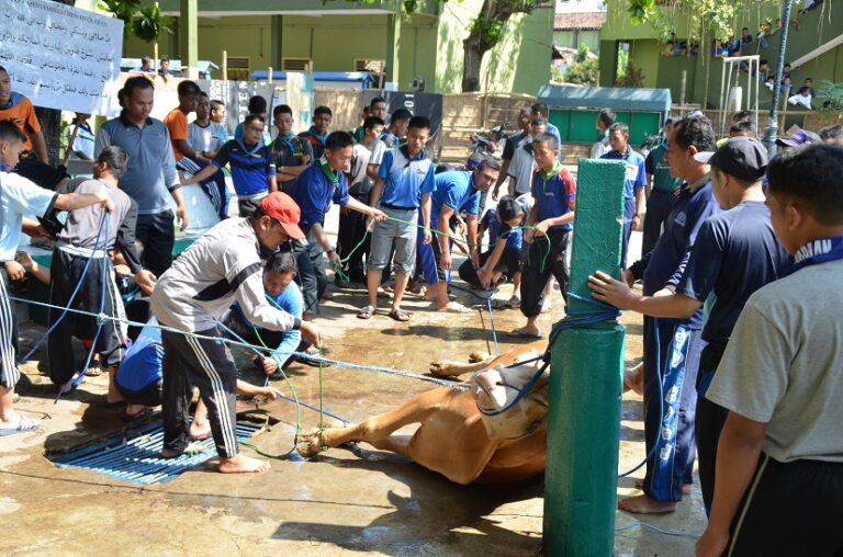 Tahun Ini, Gontor Berkurban 211 Sapi dan 318 Kambing