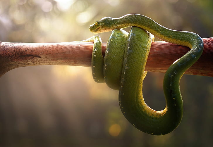 source : https://p4.wallpaperbetter.com/wallpaper/512/669/195/venomous-green-pit-viper-snake-wallpaper-preview.jpg